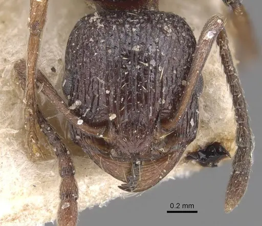 Tetramorium gladstonei specimen CASENT0909133 image casent0909133_2