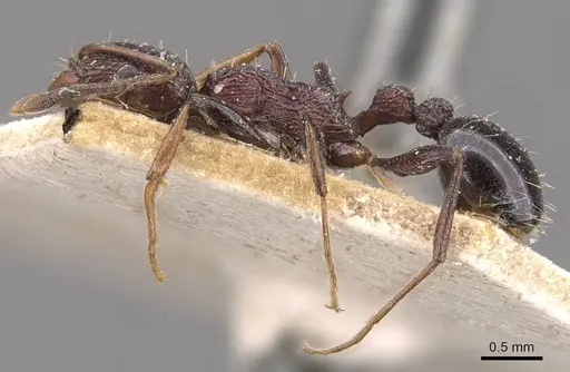 Tetramorium gladstonei specimen CASENT0909133 image casent0909133_3