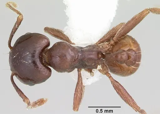 Tetramorium globulinode specimen CASENT0104916 image casent0104916_1