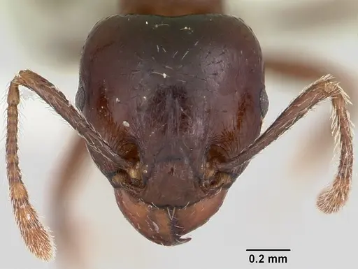 Tetramorium globulinode specimen CASENT0104916 image casent0104916_2
