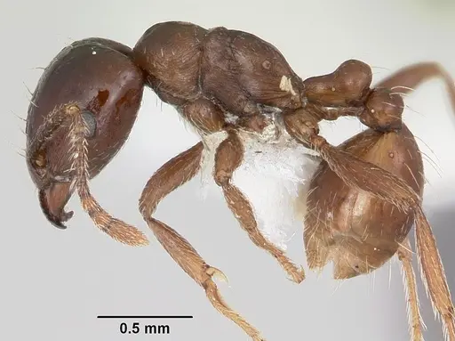 Tetramorium globulinode specimen CASENT0104916 image casent0104916_3