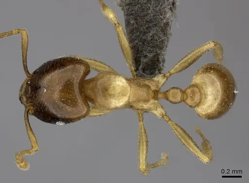 Tetramorium globulinode specimen CASENT0235998 image casent0235998_1