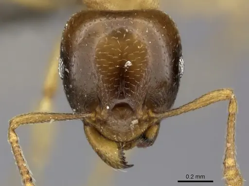 Tetramorium globulinode specimen CASENT0235998 image casent0235998_2