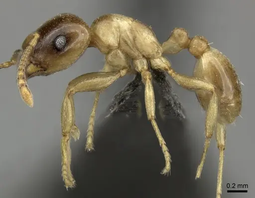 Tetramorium globulinode specimen CASENT0235998 image casent0235998_3
