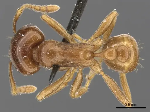 Tetramorium globulinode specimen CASENT0901025 image casent0901025_1
