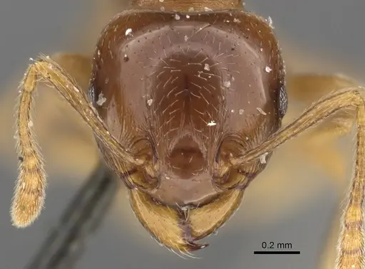 Tetramorium globulinode specimen CASENT0901025 image casent0901025_2