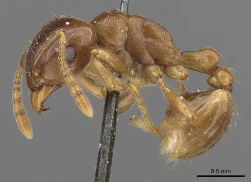 Tetramorium globulinode specimen CASENT0901025 image casent0901025_3