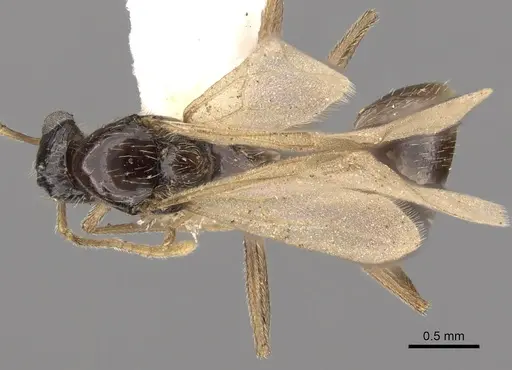 Tetramorium globulinode specimen CASENT0901029 image casent0901029_1