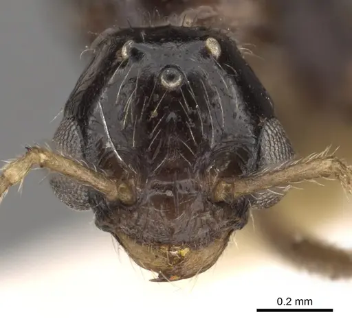 Tetramorium globulinode specimen CASENT0901029 image casent0901029_2