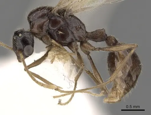 Tetramorium globulinode specimen CASENT0901029 image casent0901029_3