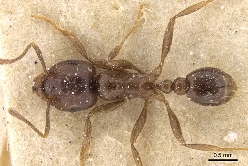 Tetramorium globulinode specimen CASENT0906143 image casent0906143_1