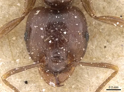 Tetramorium globulinode specimen CASENT0906143 image casent0906143_2