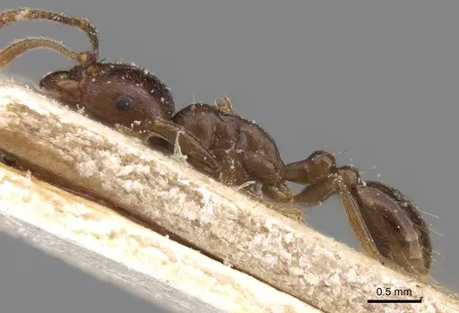 Tetramorium globulinode specimen CASENT0906143 image casent0906143_3