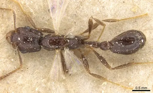 Tetramorium globulinode specimen CASENT0906144 image casent0906144_1