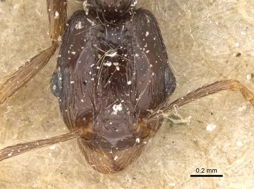 Tetramorium globulinode specimen CASENT0906144 image casent0906144_2
