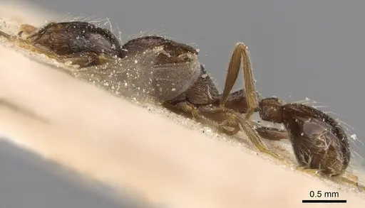 Tetramorium globulinode specimen CASENT0906144 image casent0906144_3