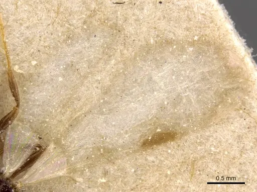 Tetramorium globulinode specimen CASENT0906144 image casent0906144_4