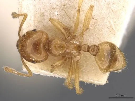 Tetramorium globulinode specimen CASENT0909198 image casent0909198_1
