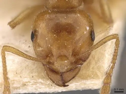 Tetramorium globulinode specimen CASENT0909198 image casent0909198_2