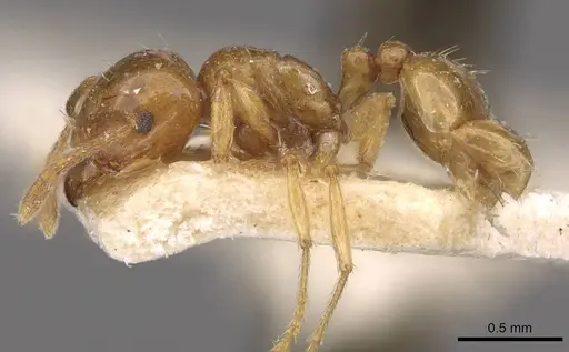 Tetramorium globulinode specimen CASENT0909198 image casent0909198_3
