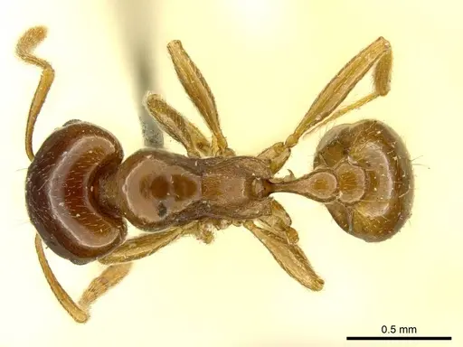 Tetramorium globulinode specimen CASENT0916085 image casent0916085_1