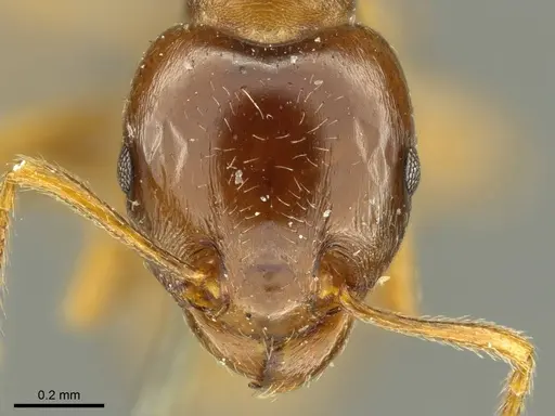 Tetramorium globulinode specimen CASENT0916085 image casent0916085_2