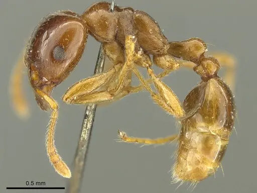 Tetramorium globulinode specimen CASENT0916085 image casent0916085_3