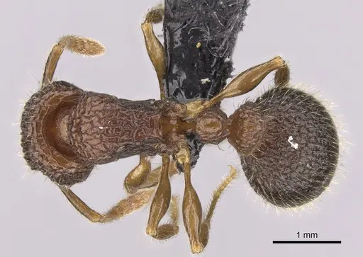 Tetramorium gollum specimen CASENT0074849 image casent0074849_1