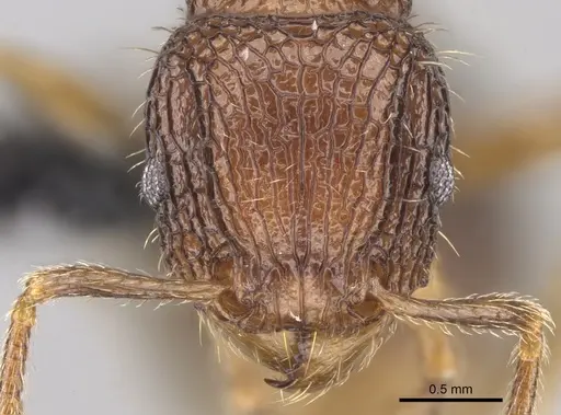 Tetramorium gollum specimen CASENT0074849 image casent0074849_2