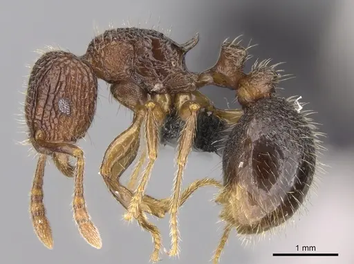Tetramorium gollum specimen CASENT0074849 image casent0074849_3