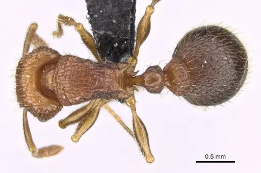 Tetramorium gollum specimen CASENT0074974 image casent0074974_1