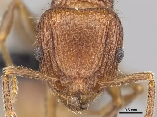 Tetramorium gollum specimen CASENT0074974 image casent0074974_2