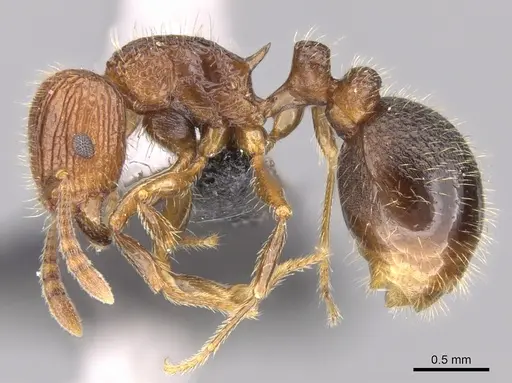 Tetramorium gollum specimen CASENT0074974 image casent0074974_3
