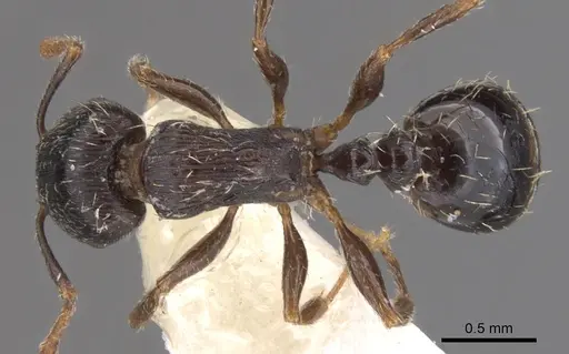 Tetramorium goniommoide specimen CASENT0901254 image casent0901254_1