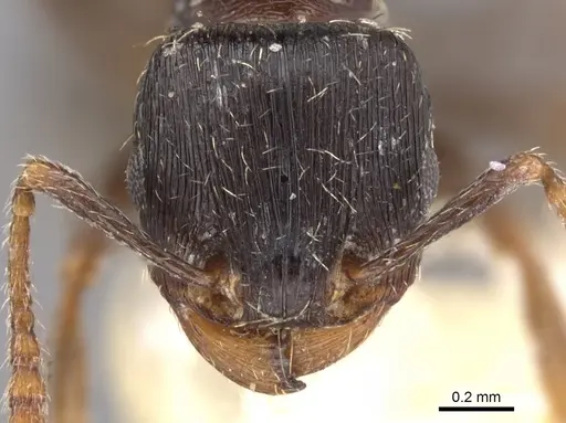 Tetramorium goniommoide specimen CASENT0901254 image casent0901254_2