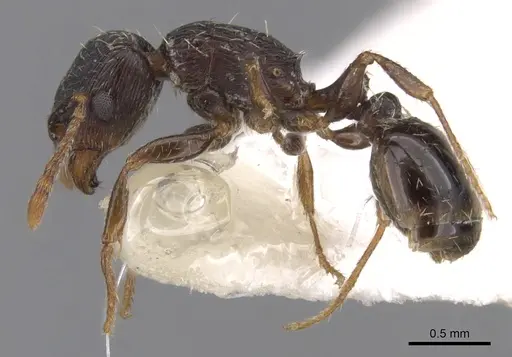 Tetramorium goniommoide specimen CASENT0901254 image casent0901254_3