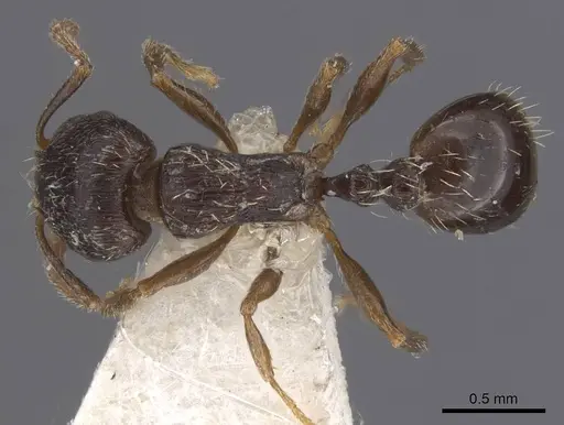 Tetramorium goniommoide specimen CASENT0915016 image casent0915016_1