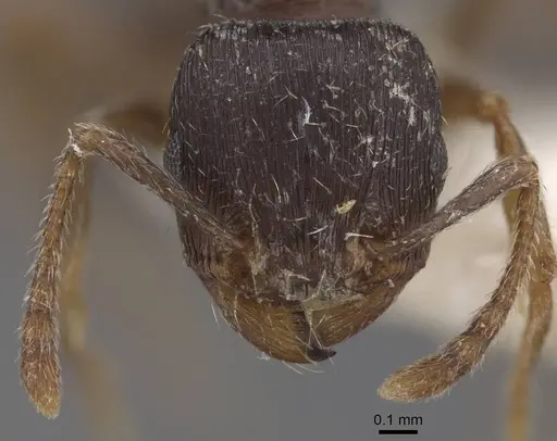 Tetramorium goniommoide specimen CASENT0915016 image casent0915016_2