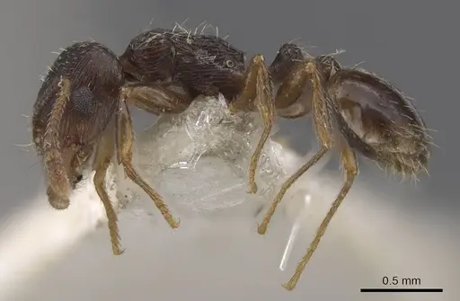 Tetramorium goniommoide specimen CASENT0915016 image casent0915016_3