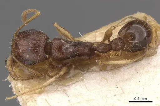 Tetramorium gracile specimen CASENT0909134 image casent0909134_1