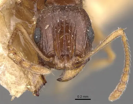 Tetramorium gracile specimen CASENT0909134 image casent0909134_2