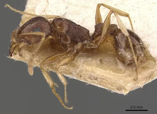 Tetramorium gracile specimen CASENT0909134 image casent0909134_3