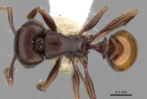 Tetramorium grandinode specimen CASENT0280904 image casent0280904_1