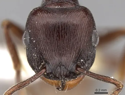 Tetramorium grandinode specimen CASENT0280904 image casent0280904_2