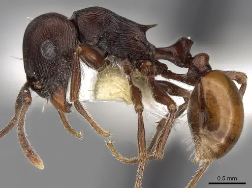 Tetramorium grandinode specimen CASENT0280904 image casent0280904_3