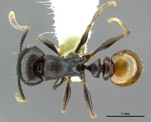 Tetramorium grandinode specimen CASENT0764655 image casent0764655_1