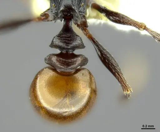 Tetramorium grandinode specimen CASENT0764655 image casent0764655_2