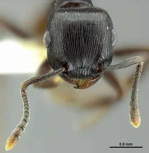 Tetramorium grandinode specimen CASENT0764655 image casent0764655_3