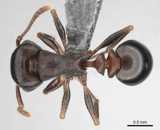 Tetramorium grandinode specimen CASENT0813930 image casent0813930_1