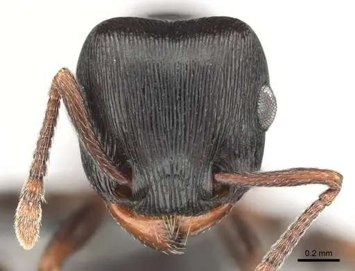 Tetramorium grandinode specimen CASENT0813930 image casent0813930_2